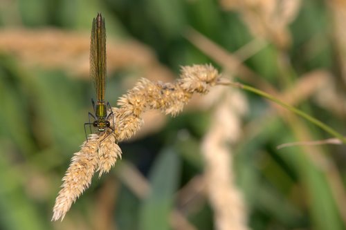 Female_Banded_Demoiselle